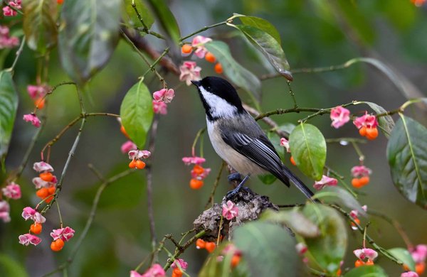 Quali sono le tecniche di arricchimento ambientale per un gatto di razza Egyptian Mau che vive in un appartamento senza accesso all'esterno?