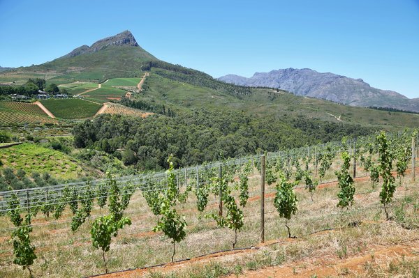Come realizzare delle graffe napoletane soffici senza patate?