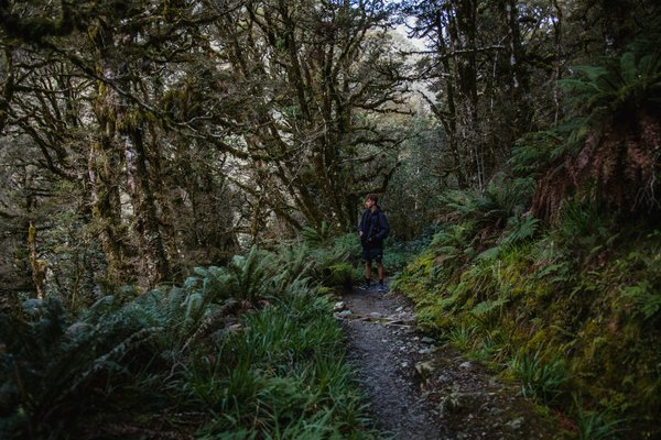 Come pianificare un'escursione ecoturistica nella foresta pluviale per turisti consapevoli?